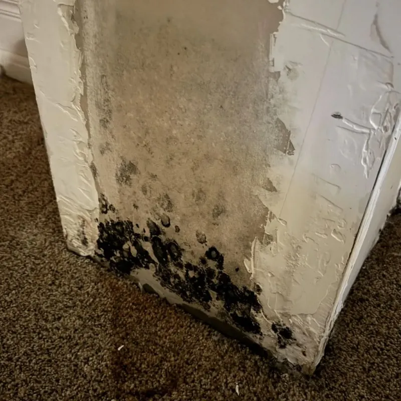 Professional Mold Removal in Yankton, SD